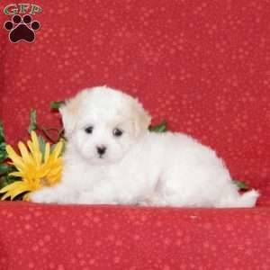 Lilac, Maltipoo Puppy